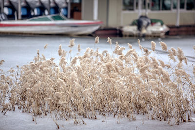 Plants on frozen lake