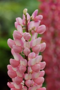 Close-up of pink flowers