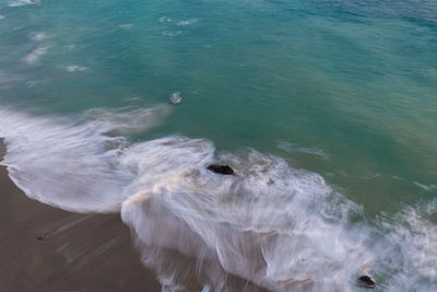 High angle view of seal swimming in sea