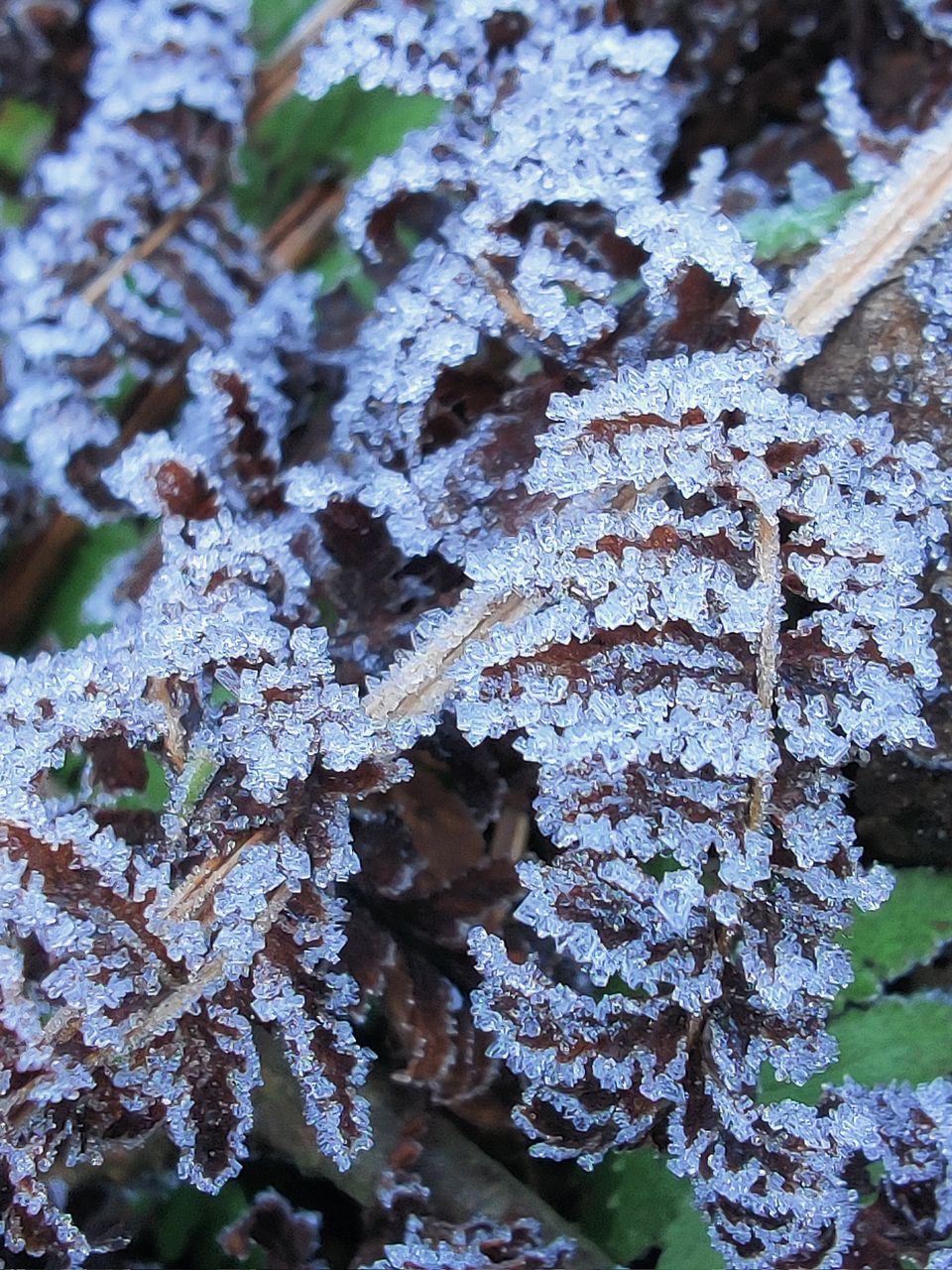 CLOSE-UP OF FROZEN LEAVES ON TREE