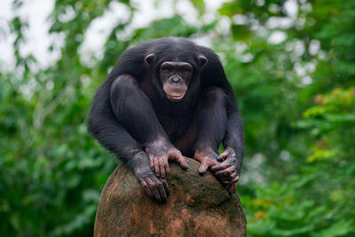 Monkey sitting on tree in zoo