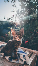 Portrait of cat sitting on table