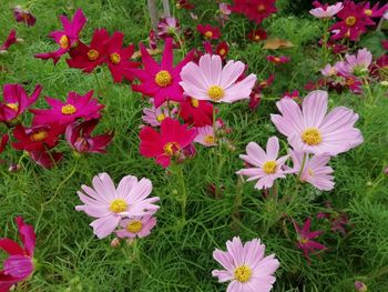 High angle view of flowering plants on field