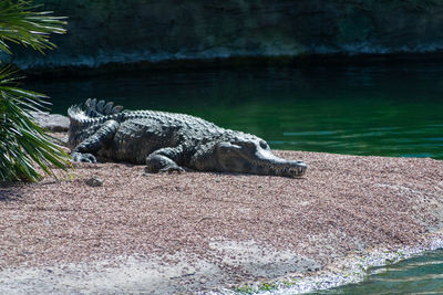 Crocodile on the shore near the water