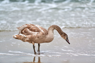 Young brown colored white swan feeding and fishing on sea. swan chick. mute swan, cygnus olor