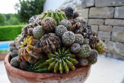 Close-up of potted plant