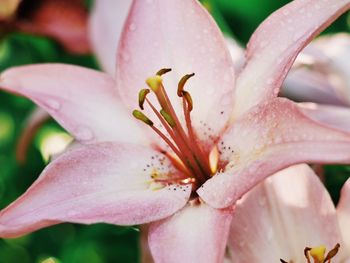 Close-up of pink day lily blooming outdoors