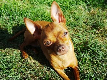 High angle portrait of chihuahua relaxing on grassy field during sunny day