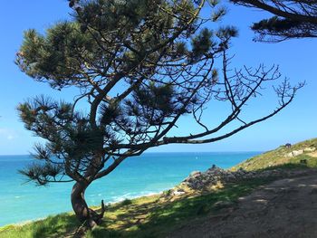 Tree by sea against sky