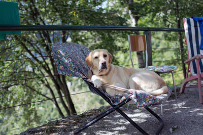 Dog sitting on tree