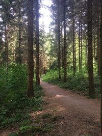 Road amidst trees in forest