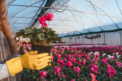 Pink flowering plants in greenhouse