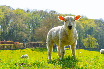 Portrait of new born lamb focusing on head nose and ears in green field 