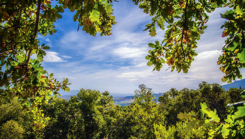 Low angle view of trees against sky