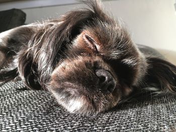 Close-up of dog relaxing