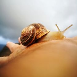 Close-up snail