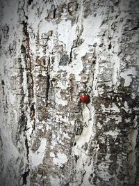 Full frame shot of weathered wall