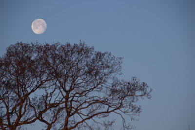 Low angle view of tree against blue sky