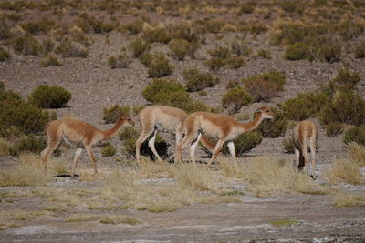 Deer standing on field