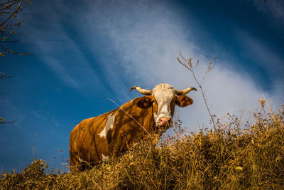 Horse standing on field against sky