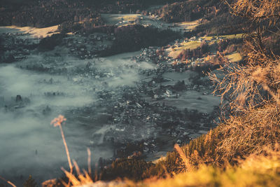 Aerial view of trees and plants in forest against sky