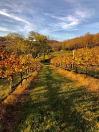 A walking path between rows of vines in a vineyard against sky during autumn