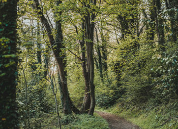 Trees growing in forest