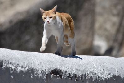 Close-up of cat walking on retaining wall