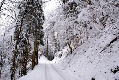 Snow covered road amidst trees during winter