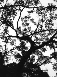 Low angle view of silhouette tree against sky