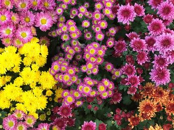 Close-up of purple flowers