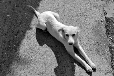 High angle view of dog lying on floor