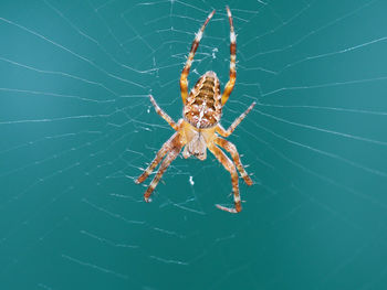 Close-up of spider on web