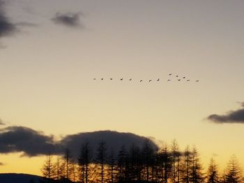 Low angle view of silhouette birds flying against sky