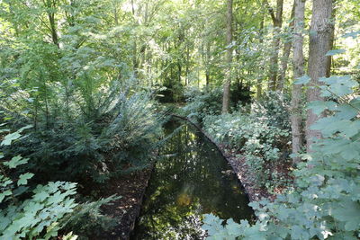 View of trees in forest