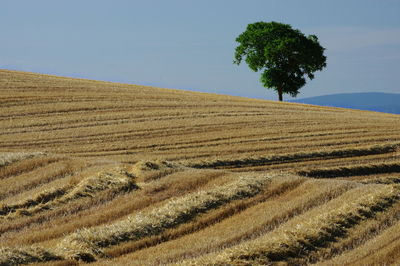 Scenic view of agricultural field against clear sky