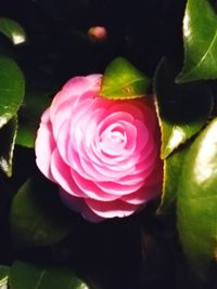 Close-up of pink rose