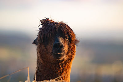 Close-up of a horse