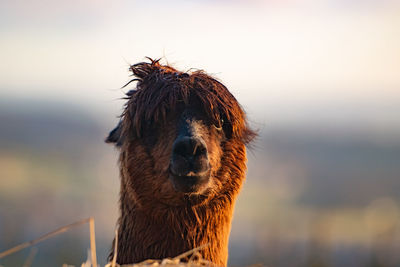 Close-up of a alpaca 