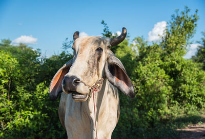 Close-up of horse standing on tree against sky