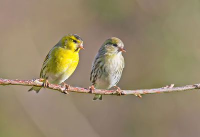 Close-up of bird perching on branch