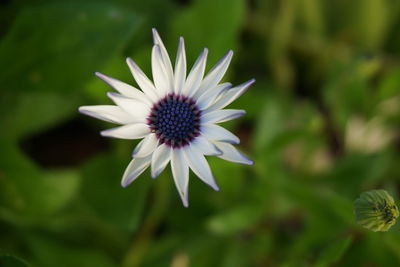 Close-up of white flower blooming outdoors