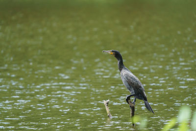 Bird perching on a lake