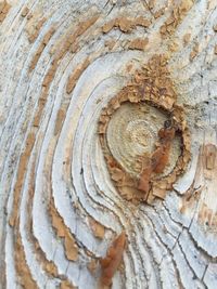 Full frame shot of tree trunk