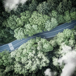 High angle view of road amidst trees in forest