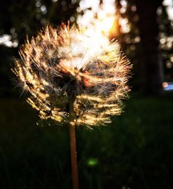 Close-up of dandelion