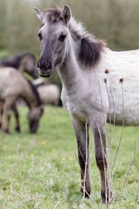 Portrait of horse standing on field