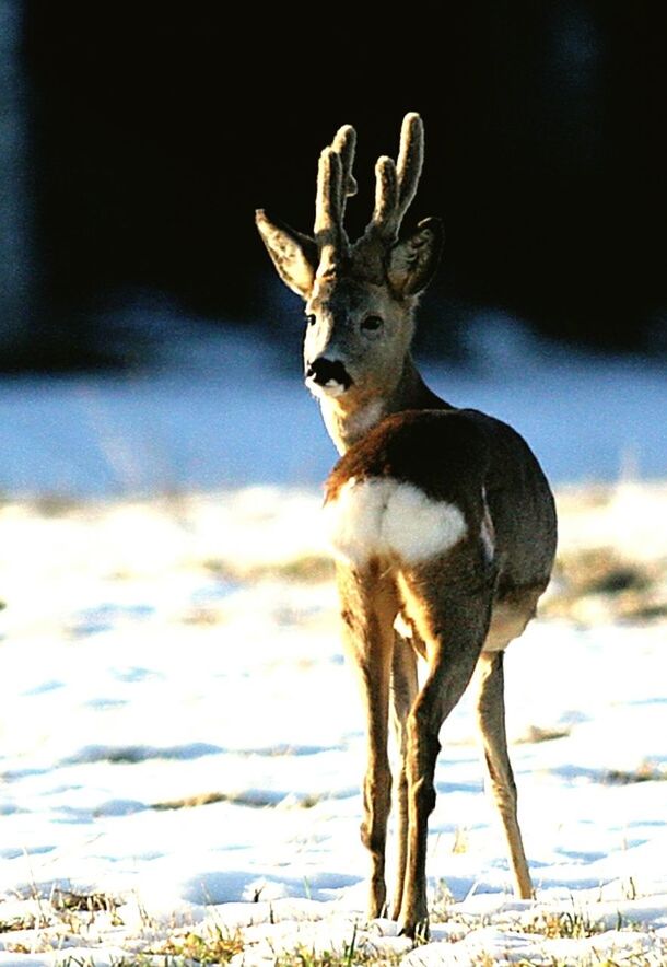 animal themes, animals in the wild, one animal, wildlife, mammal, standing, focus on foreground, horned, full length, nature, deer, no people, zoology, vertebrate, outdoors, herbivorous, day, side view, field, animal head