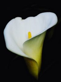 Close-up of white flower against black background