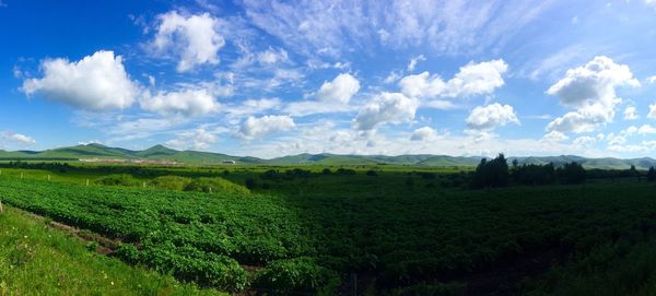 Scenic view of agricultural field against sky